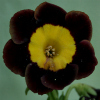 Auricula Sumo - Abriachan Nurseries
